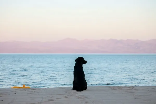 A black dog on the shore looking out to sea