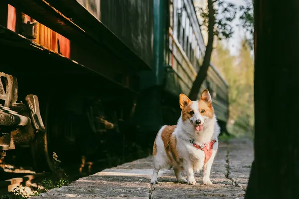 A corgi standing beside a train on a platform