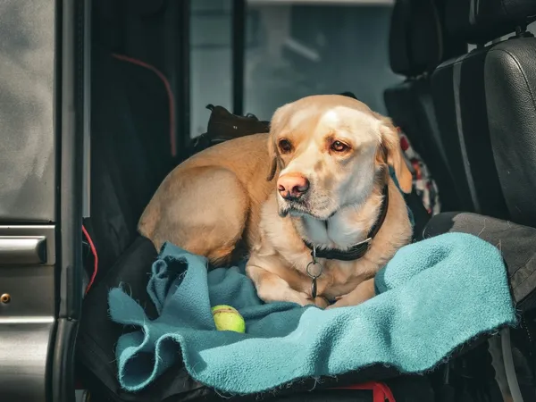 A dog sitting in the back of a car