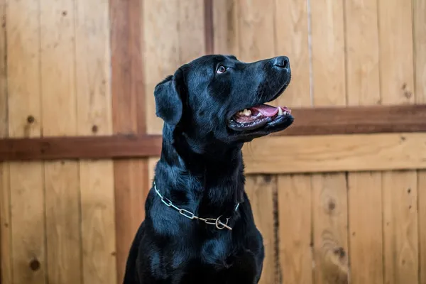 A black Labrador looking up, mouth open