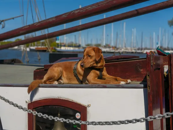 A dog relaxing on a boat on a sunny day