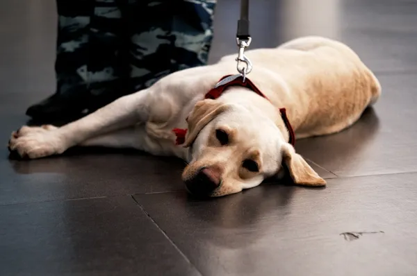 A yellow Labrador lying down and waiting