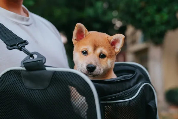 A small dog travelling in a bag