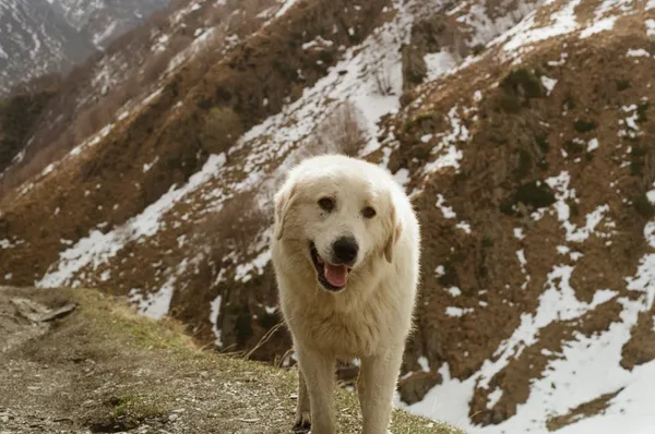 A white dog in front of snowy mountains