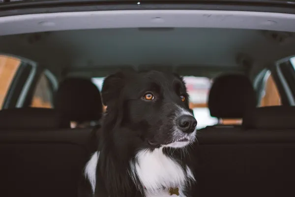 A collie sitting in the back of a car