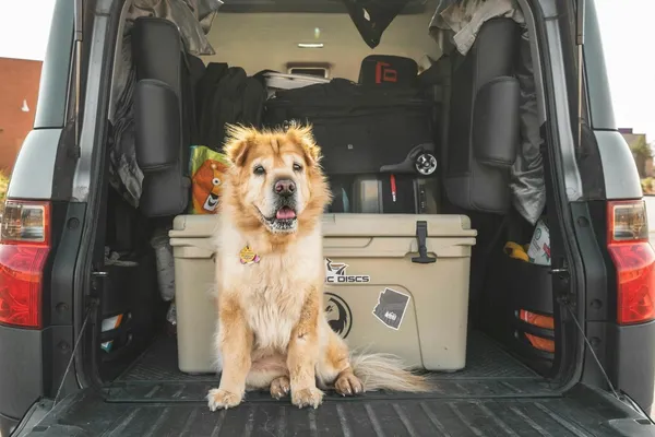 A dog sitting in the back of a packed car