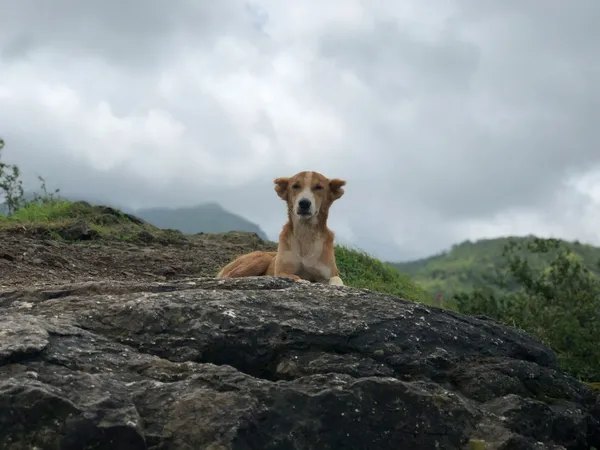A dog sitting on top of a large rock