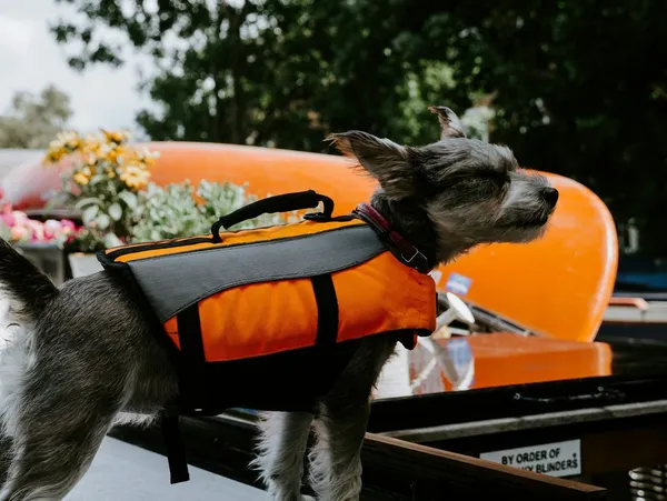 A small dog wearing a life jacket