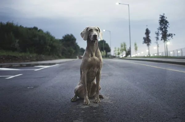 A Weimaraner sitting on an open road