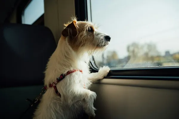 A dog sitting on a car seat looking out of the window