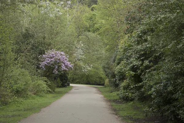 A quiet tarmac path between flowering rhododendrons and tall trees in Pollok Country Park, Glasgow