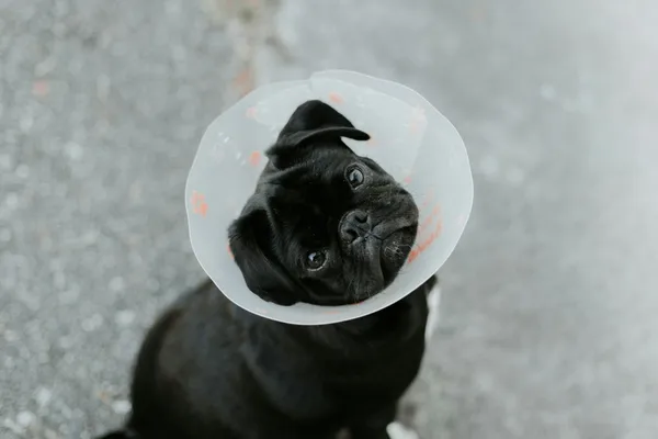 A Quick Guide to Canine First Aid