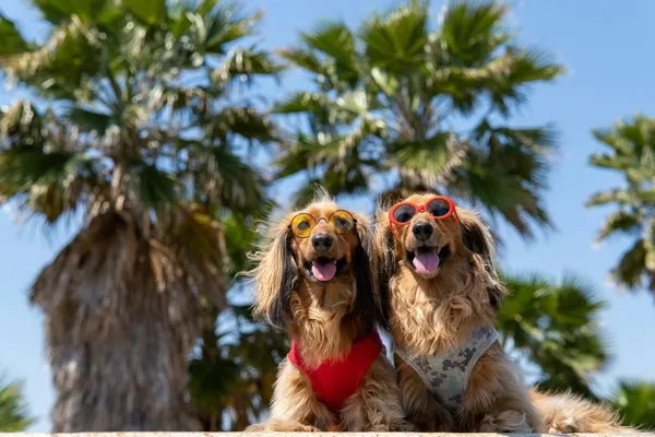 Two dogs wearing sunglasses under palm trees