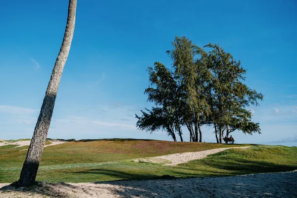 A grassy rise with a sandy path and a stand of ironwood trees under a blue sky at Kailua Beach Park, Oahu