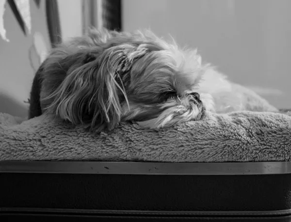 A shaggy dog asleep on a soft bed