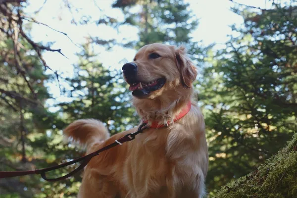 A dog on a lead in the woods