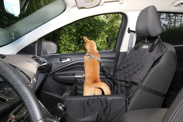 A small tan dog in a harness on a car seat, looking out of the open passenger window