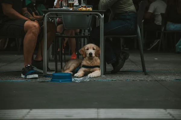 Dog Socialization 101: A Guide to Confidence and Care