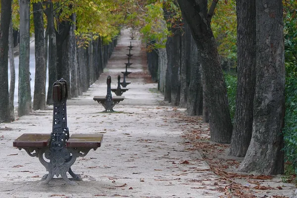 A tree lined avenue with iron benches in the Buen Retiro gardens, Madrid