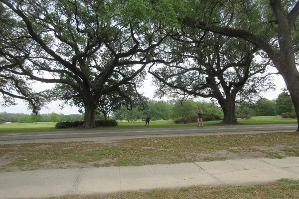 Runners on the path beneath spreading live oaks in Audubon Park, New Orleans