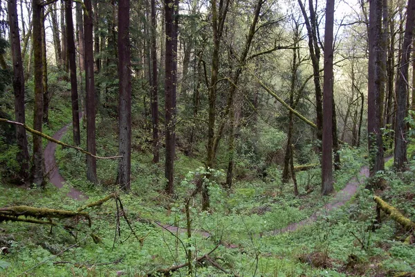 A narrow earth trail winding through tall mossy firs and green undergrowth in Forest Park, Portland