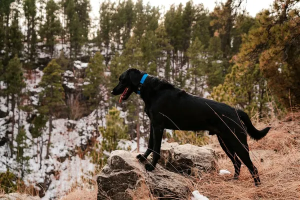 The Rise of Smart Pet Tech: How Collars, Beds, and Litter Boxes Are Changing Pet Care