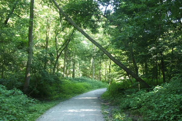 A gravel path curving through dense green woodland in Frick Park, Pittsburgh, with a leaning tree arching over it