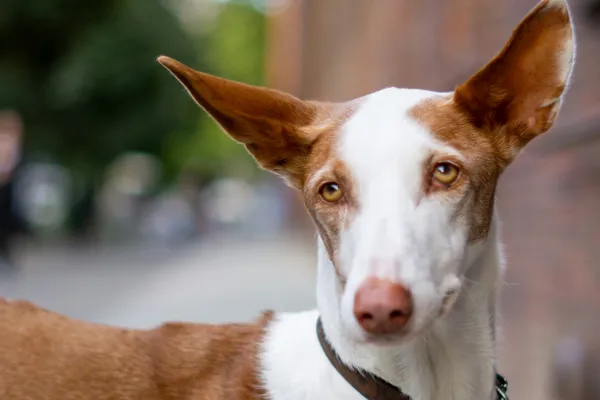 An Ibizan hound with tall red ears, a white blaze and amber eyes, looking at the camera