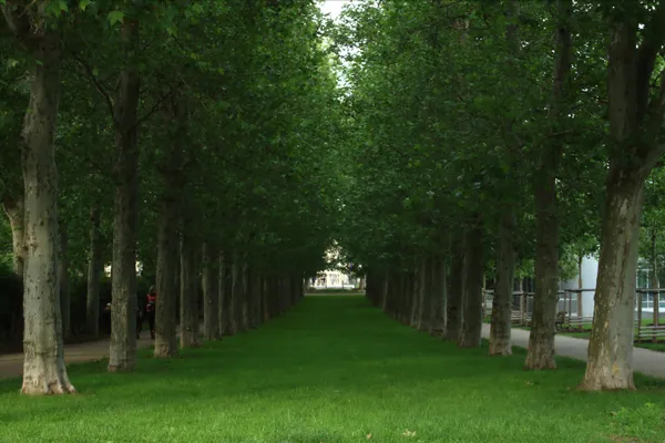 A long avenue of plane trees with a strip of lawn down the middle in Letná Park, Prague