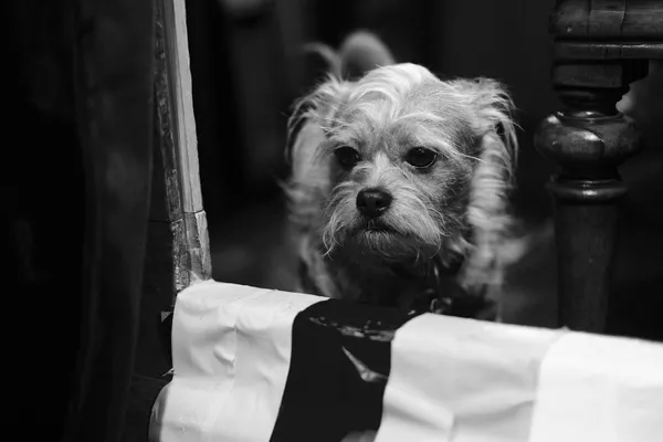 A small fluffy dog looking out from behind a curtain
