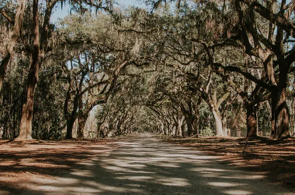 An avenue of live oaks hung with Spanish moss leading into Wormsloe State Historic Site on the Isle of Hope