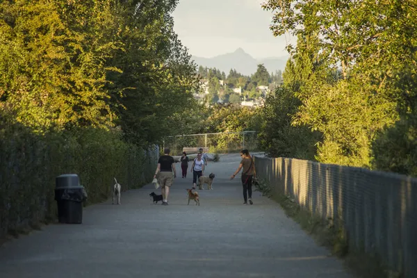 People and dogs on a wide gravel trail between trees in the Magnuson Park off-leash area, with hills beyond