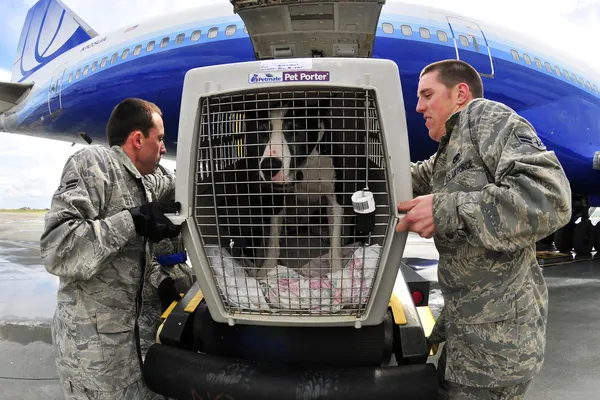 A dog in an airline travel crate being wheeled beside the hold of an airliner