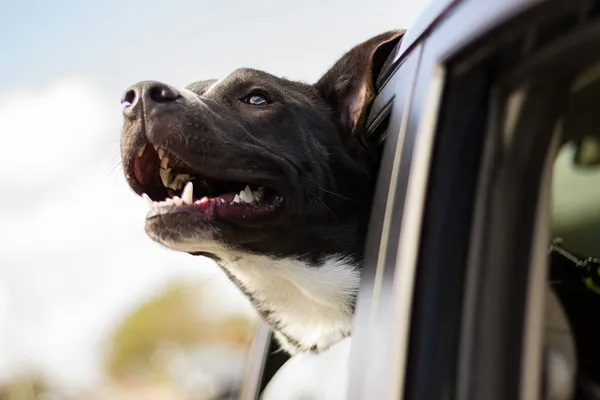 A dog looking out of a car window