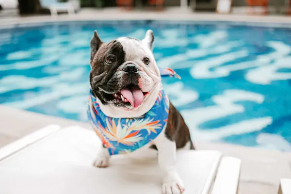 Jack, the French bulldog hotel dog, by the pool at the Surfjack Hotel & Swim Club in Waikiki