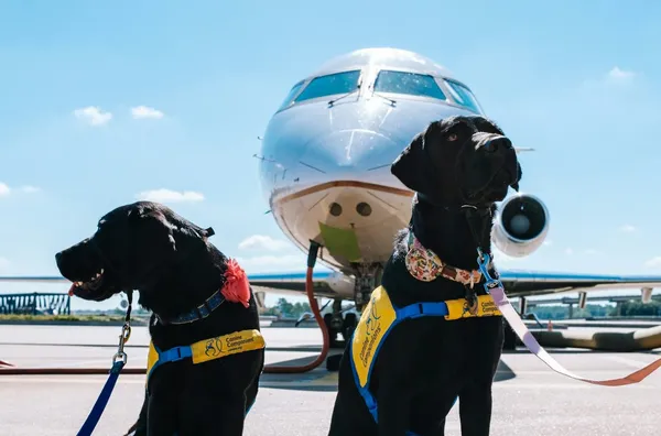 Two black dogs sitting in front of an aeroplane