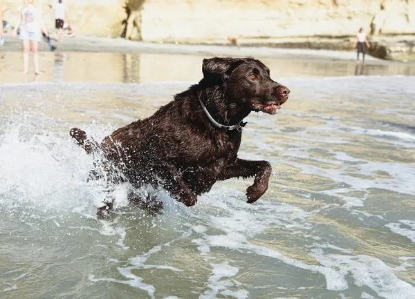 A dog running through shallow water