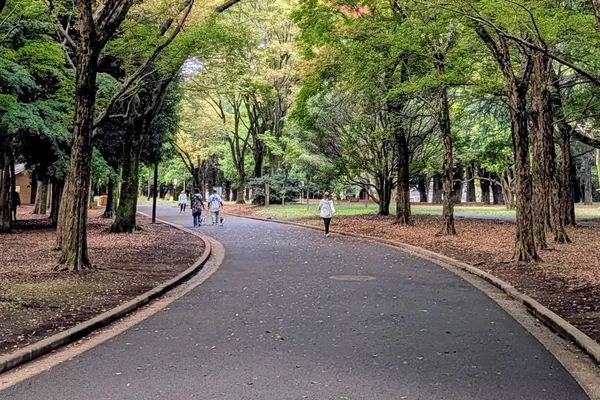 People walking small dogs along a tree lined path in Yoyogi Park, Tokyo