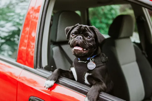 A black pug puppy in a car