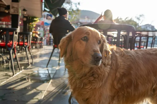 A dog standing on the pavement beside a café terrace