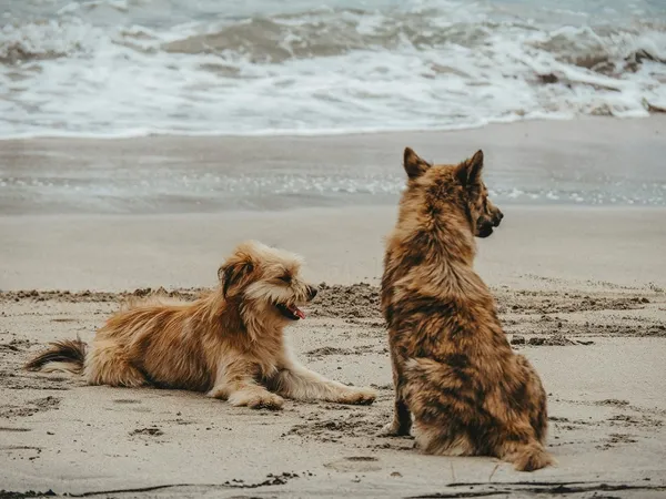 Two dogs sitting on a beach beside the sea