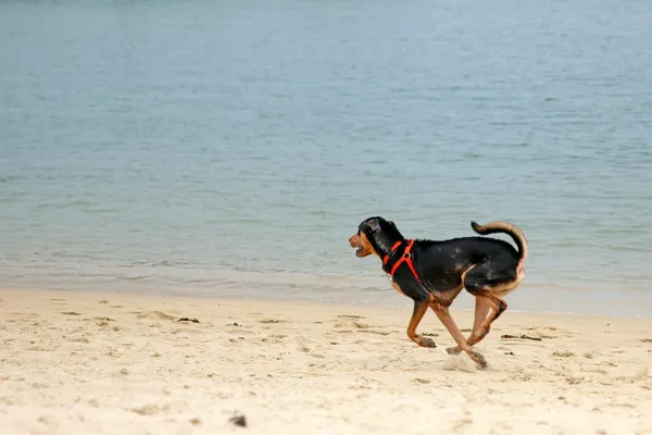 A dog running along a beach