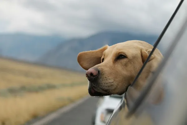 A Labrador looking out from a vehicle