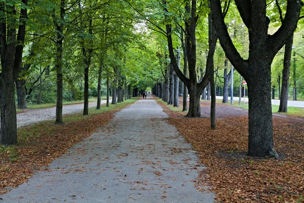 A long tree lined path covered in fallen autumn leaves running through the Prater in Vienna
