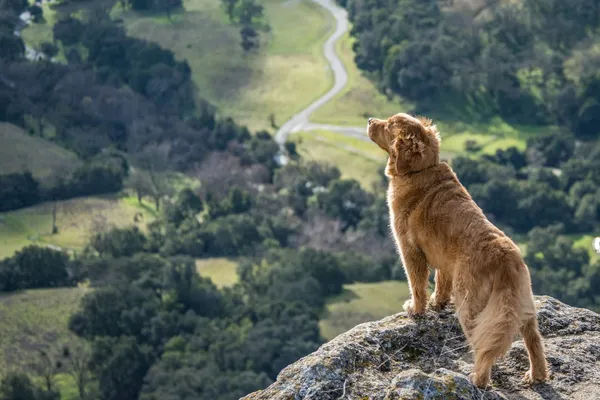 A dog standing on a cliff above a valley