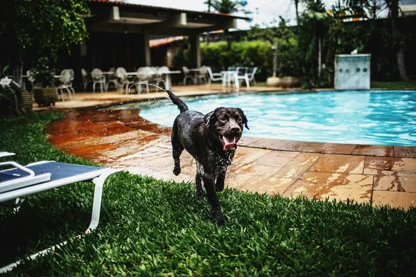 A black dog walking on the grass beside a hotel swimming pool