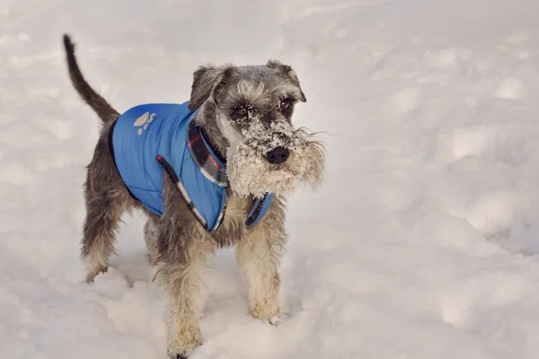 A miniature schnauzer in a blue coat standing in deep snow, its beard covered in snow