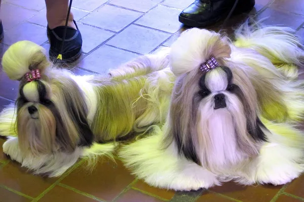 Two Shih Tzus in full show coat with topknots lying on a tiled floor