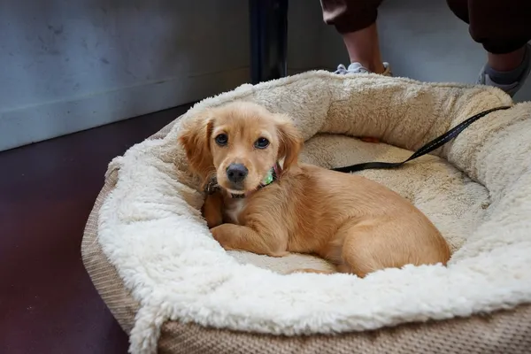 A dog lying in a dog bed on the floor